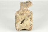 Fossil Dinosaur (Triceratops) Caudal Vertebra - Montana #202216-3